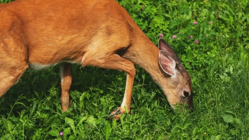 Female white tailed deer eating grass