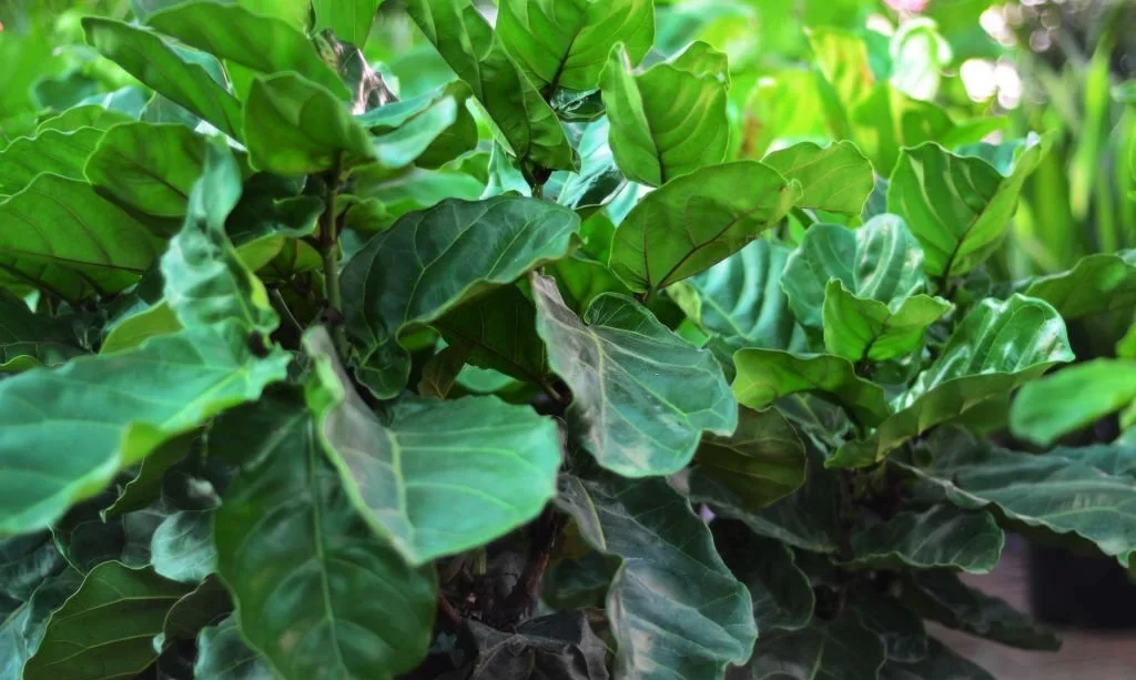 Fiddle-leaf fig plants (Ficus lyrata)