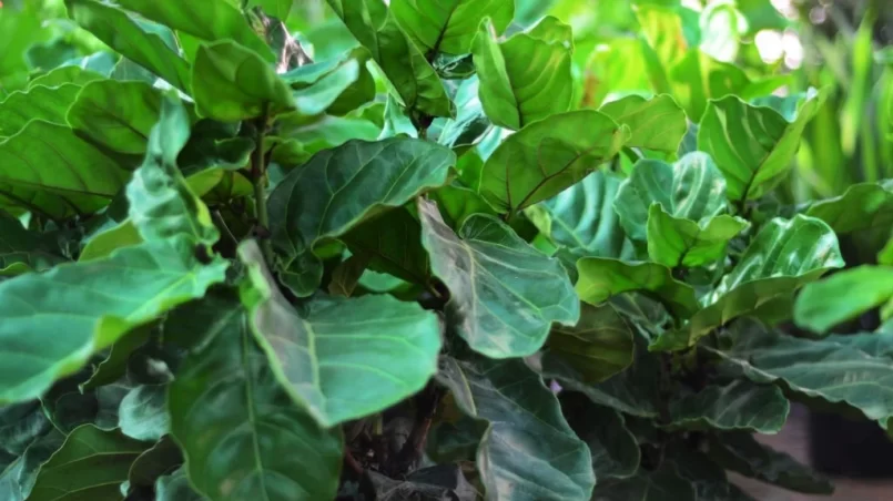 Fiddle-leaf fig plants (Ficus lyrata)