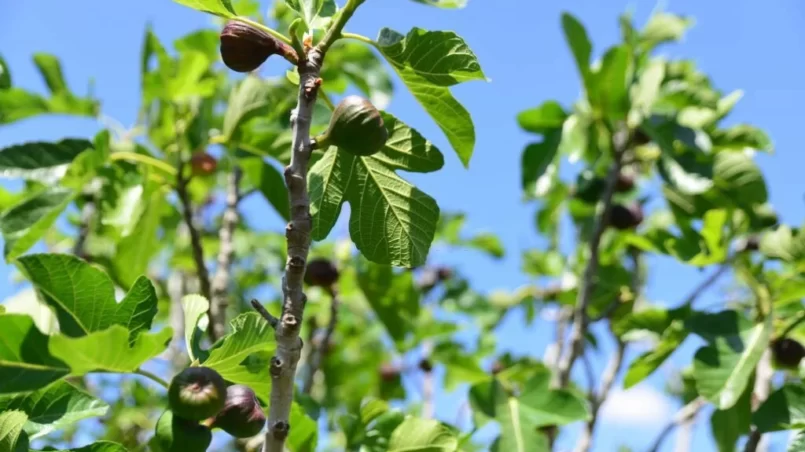 Fig and Fig tree