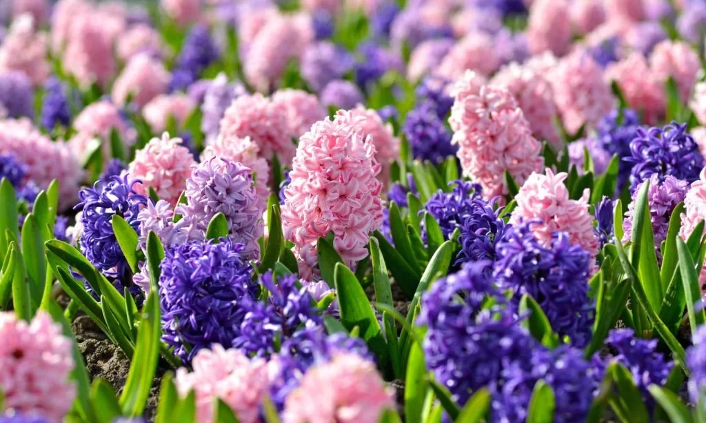 Flowerbed with colorful hyacinths
