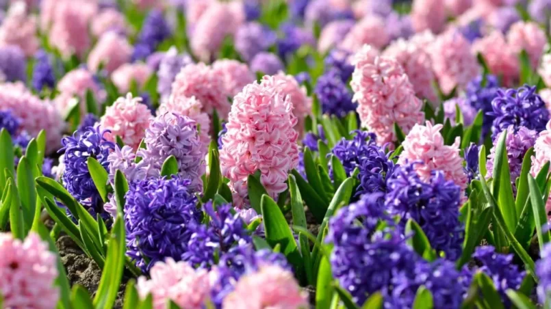 Flowerbed with colorful hyacinths