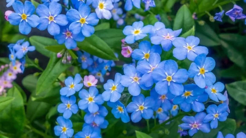 Forget me not flowers