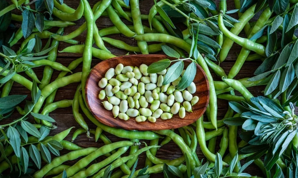 Fresh Lima beans