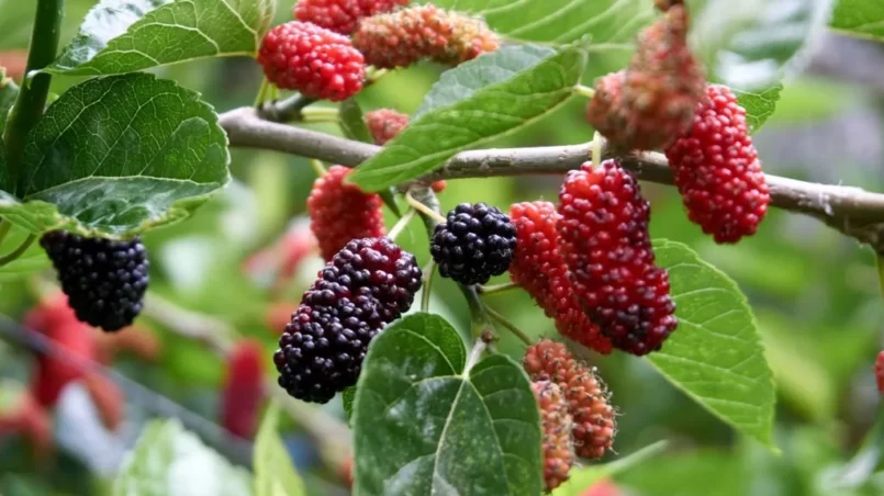 Fresh and organic mulberry fruits