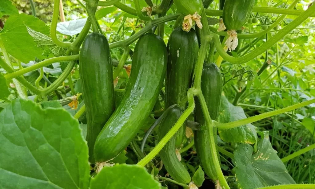 Fresh cucumbers growing on the organic vegetable garden
