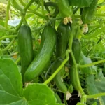 Fresh cucumbers growing on the organic vegetable garden