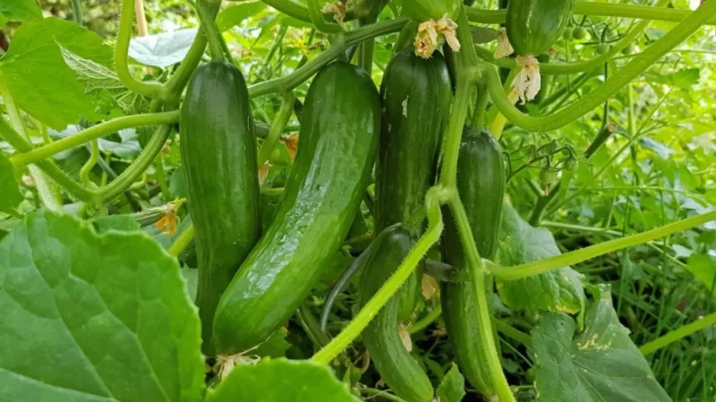 Fresh cucumbers growing on the organic vegetable garden