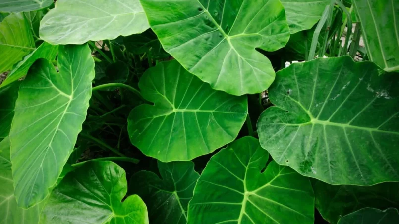 Fresh elephant ear leaf