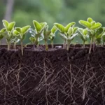 Fresh green soybean plants with roots