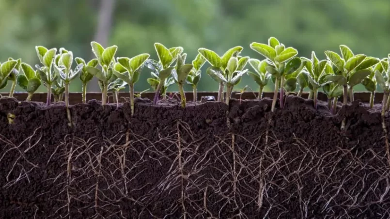 Fresh green soybean plants with roots