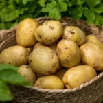 Are Red Potatoes Dyed? - The Coconut Mama