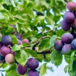 Fresh ripe blue plums on tree