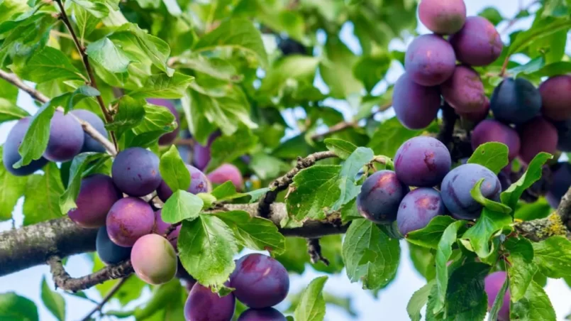 Fresh ripe blue plums on tree