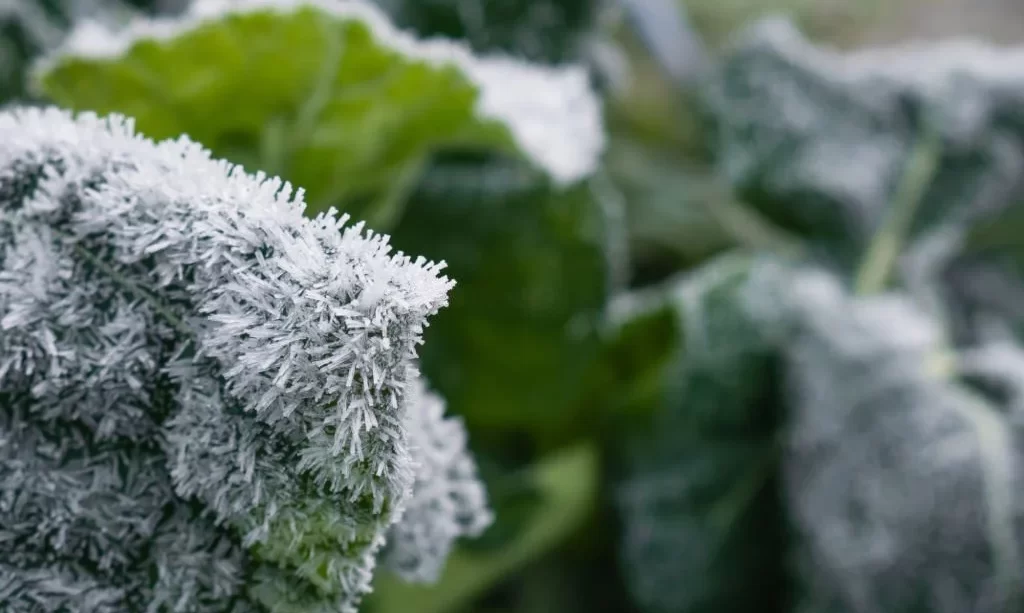 https://thegardenbugdetroit.com/wp-content/uploads/2023/10/Frozen-collard-greens-1024x613.webp