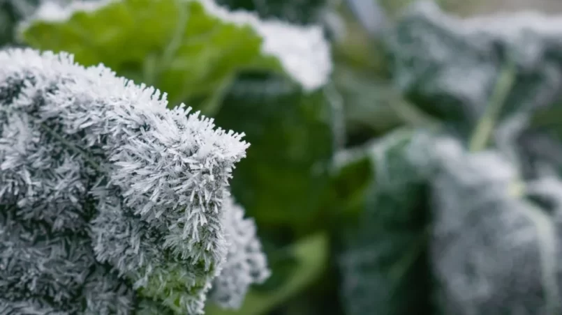 Frozen collard greens