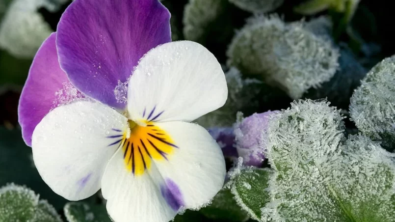 Frozen pansies in winter