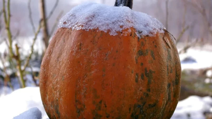 Frozen pumpkin