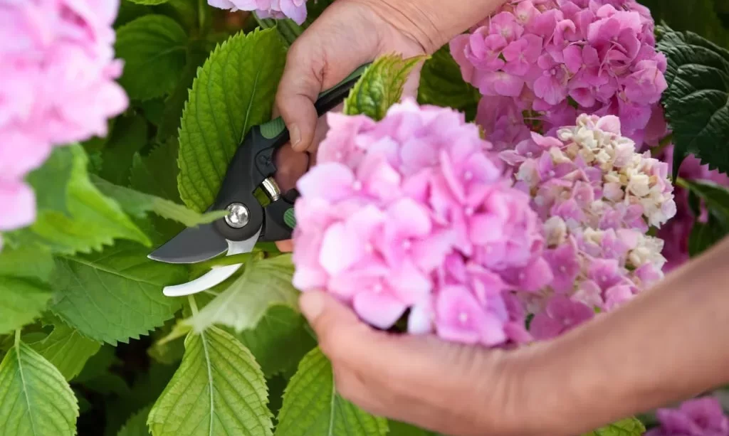 Gardener cutting hydrangea