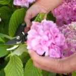 Gardener cutting hydrangea