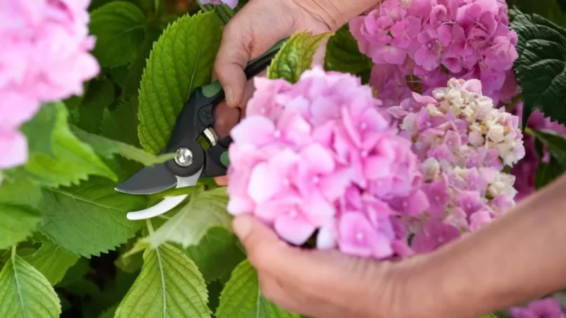 Gardener cutting hydrangea