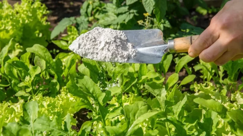 Gardener sprinkle Diatomaceous earth