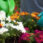 Gardener watering chrysanthemum flowers