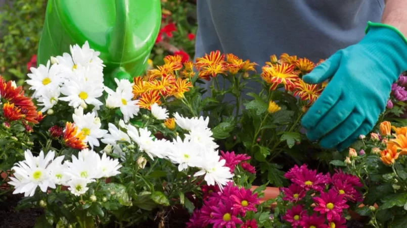 Gardener watering chrysanthemum flowers