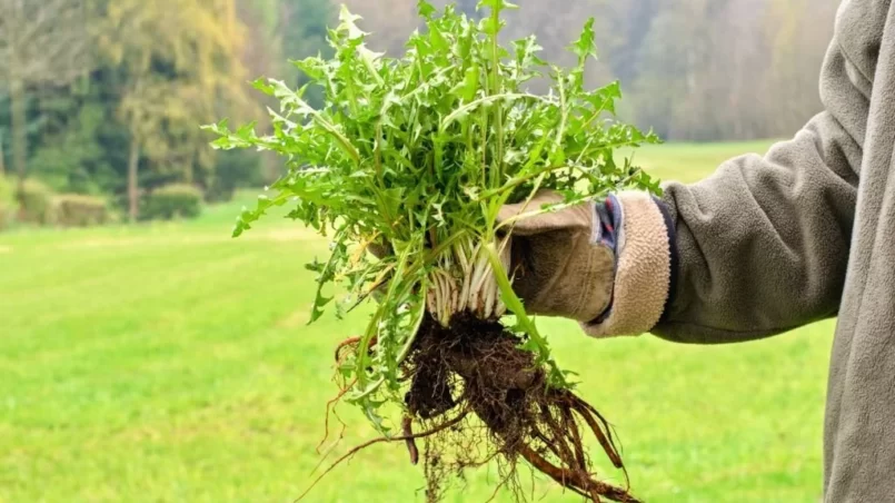 Gardeners hand holding bunch of weeds