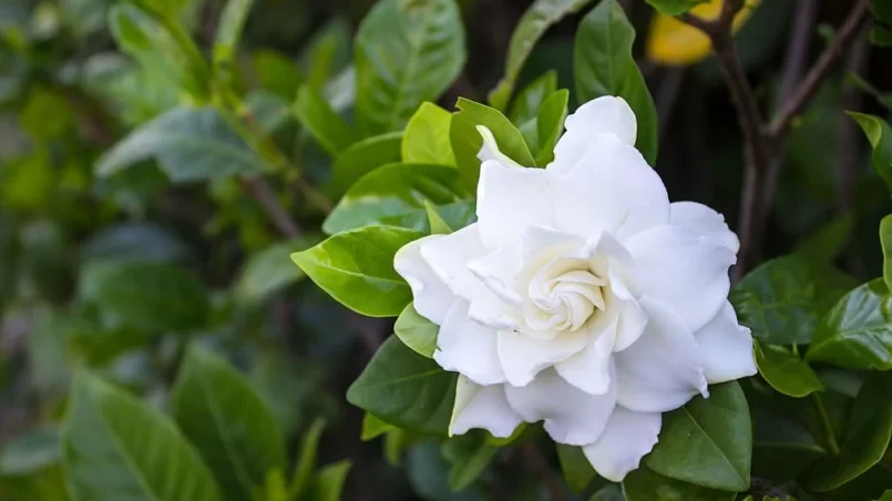 Gardenia jasminoides