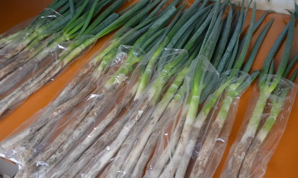 Garlic scapes preparing for freezing