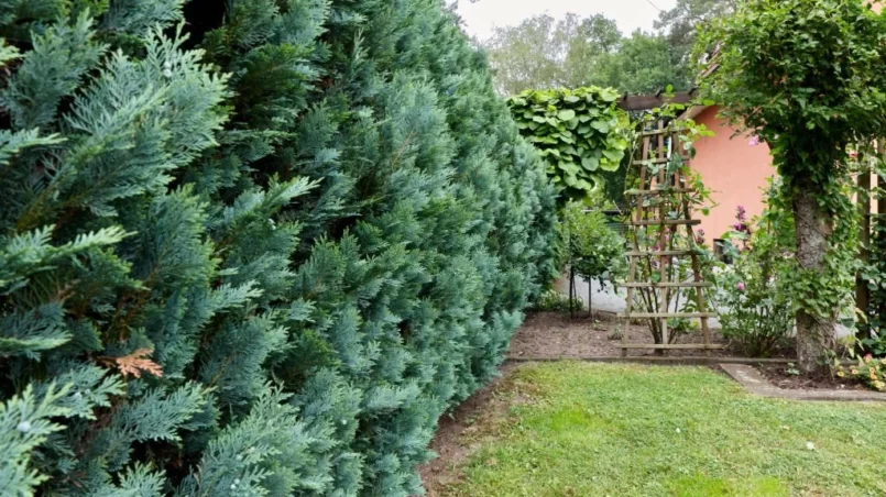 Giant Arborvitae