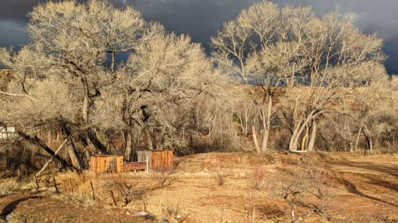 Giant backlit bare cottonwood treesseen