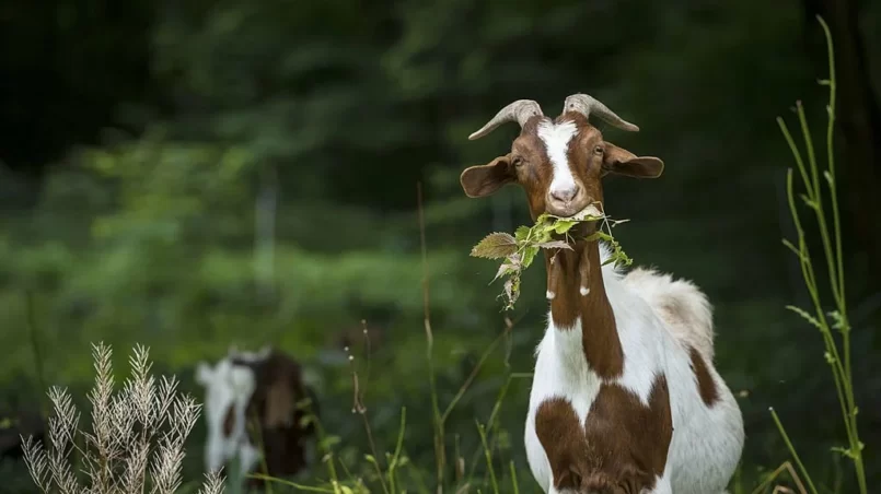 Goat eating