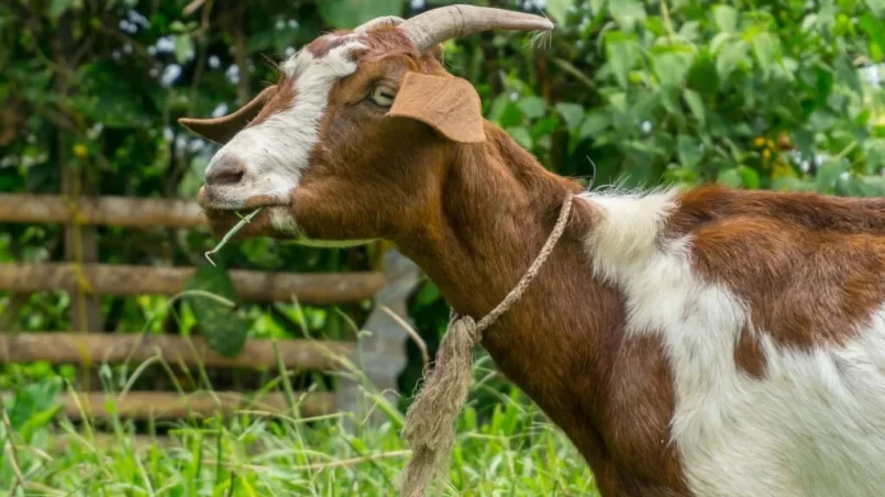 Goat eating grass