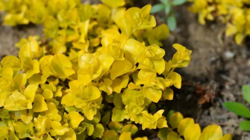 Golden Creeping Jenny