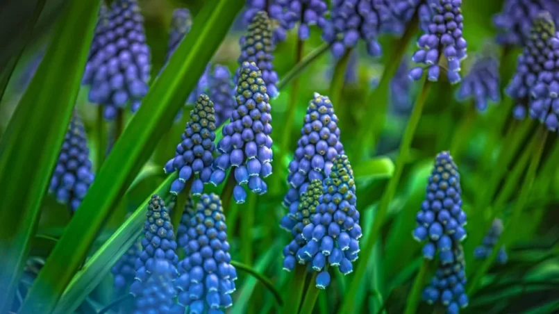 Grape hyacinth