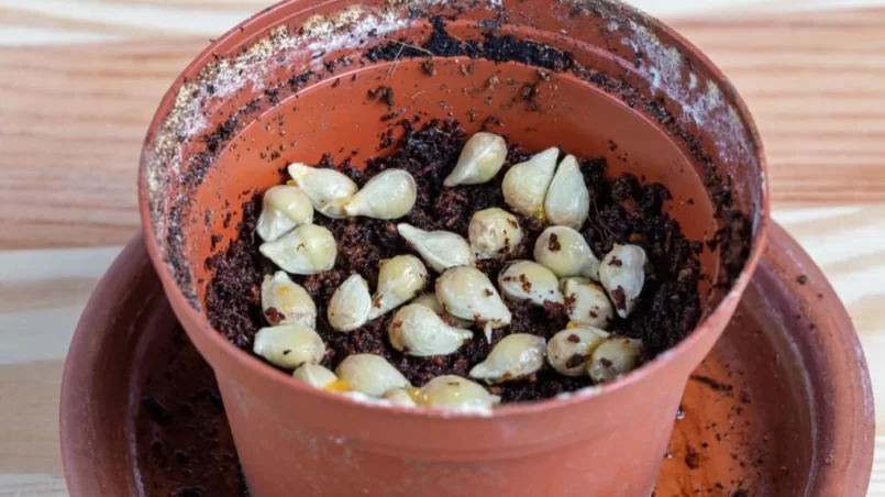 Grapefruit seeds in pot