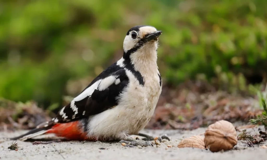 Great Spotted Woodpecker near walnut