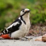 Great Spotted Woodpecker near walnut