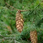 Green Douglas fir branch with cones