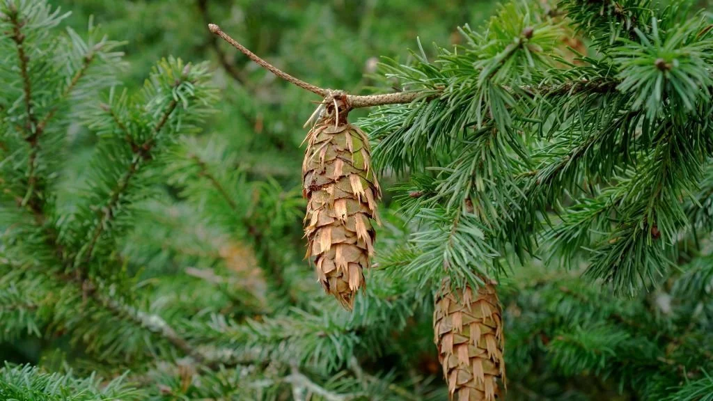 Green Douglas fir branch with cones