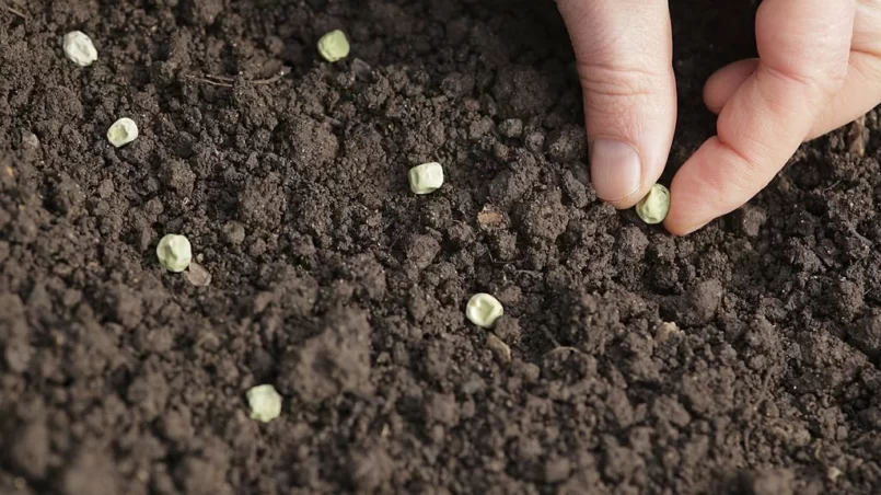 Green Pea sowing