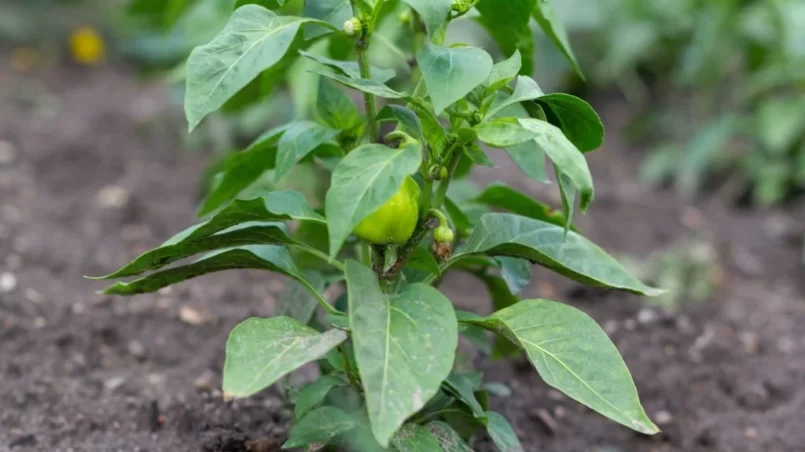 Green bell peppers on the garden bed