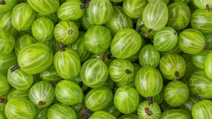 Green gooseberries