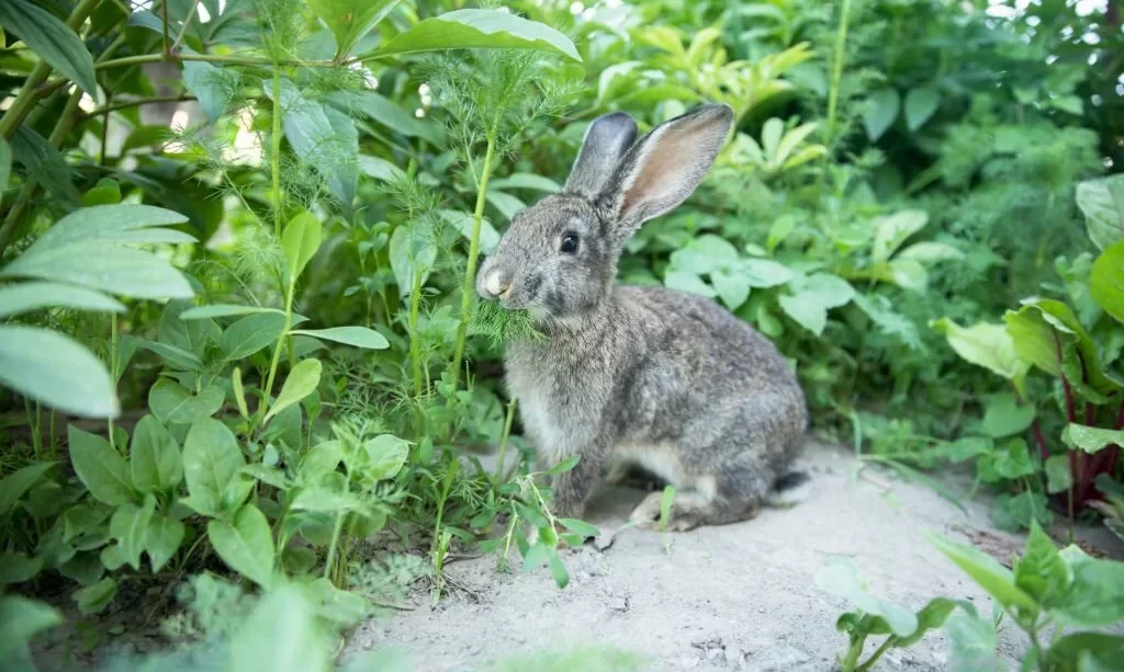 Grey rabbit in the garden
