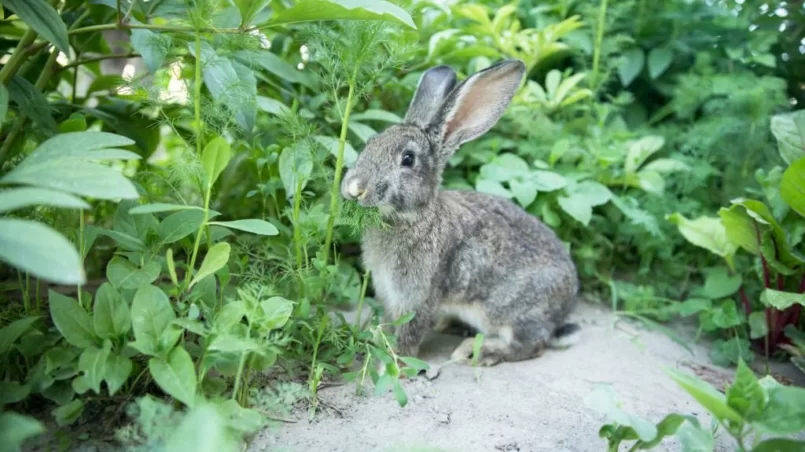 Grey rabbit in the garden