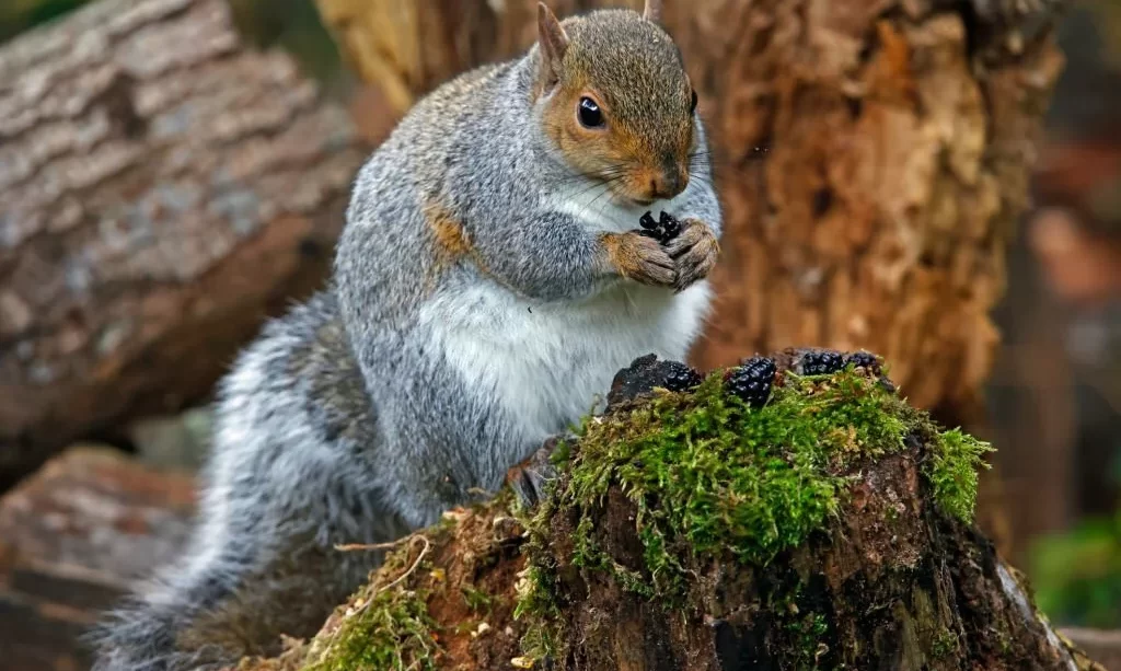 Grey squirrel eating blackberries in the woods