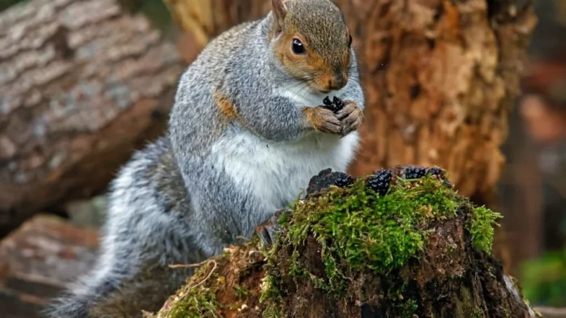 Grey squirrel eating blackberries in the woods