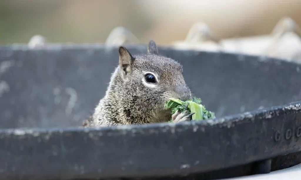 Ground squirrel eating lettuce in a bucket